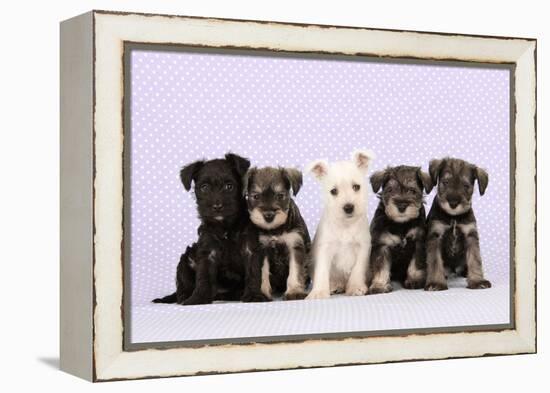 Miniature Schnauzer Puppies (6 Weeks Old)-null-Framed Premier Image Canvas