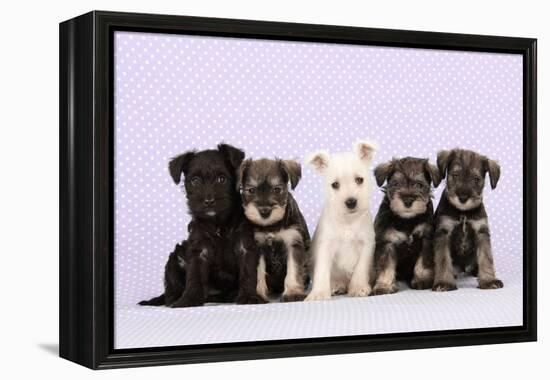 Miniature Schnauzer Puppies (6 Weeks Old)-null-Framed Premier Image Canvas