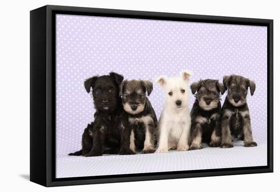 Miniature Schnauzer Puppies (6 Weeks Old)-null-Framed Premier Image Canvas