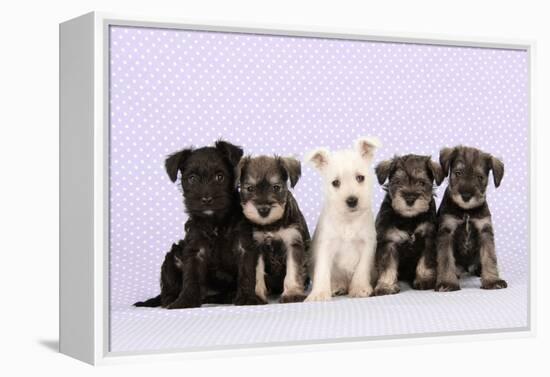 Miniature Schnauzer Puppies (6 Weeks Old)-null-Framed Premier Image Canvas