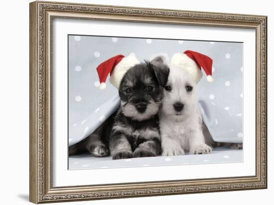 Miniature Schnauzer Puppies (6 Weeks Old)-null-Framed Photographic Print