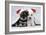 Miniature Schnauzer Puppies (6 Weeks Old)-null-Framed Photographic Print