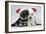 Miniature Schnauzer Puppies (6 Weeks Old)-null-Framed Photographic Print