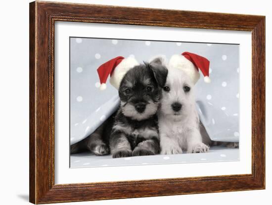 Miniature Schnauzer Puppies (6 Weeks Old)-null-Framed Photographic Print