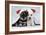 Miniature Schnauzer Puppies (6 Weeks Old)-null-Framed Photographic Print