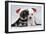 Miniature Schnauzer Puppies (6 Weeks Old)-null-Framed Photographic Print