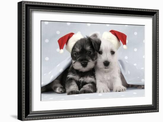 Miniature Schnauzer Puppies (6 Weeks Old)-null-Framed Photographic Print