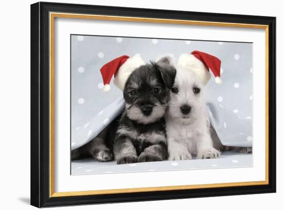 Miniature Schnauzer Puppies (6 Weeks Old)-null-Framed Photographic Print