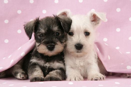 Miniature Schnauzer Puppies 6 Weeks