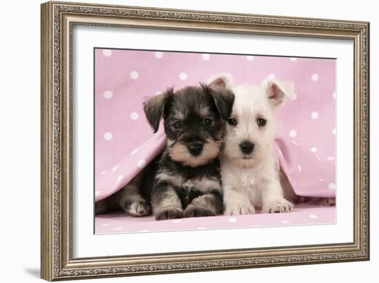 Miniature Schnauzer Puppies (6 Weeks Old)-null-Framed Photographic Print