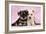 Miniature Schnauzer Puppies (6 Weeks Old)-null-Framed Photographic Print