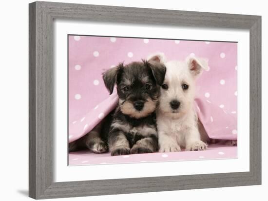 Miniature Schnauzer Puppies (6 Weeks Old)-null-Framed Photographic Print