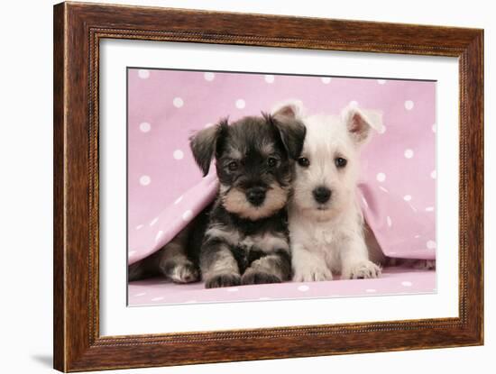 Miniature Schnauzer Puppies (6 Weeks Old)-null-Framed Photographic Print