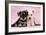 Miniature Schnauzer Puppies (6 Weeks Old)-null-Framed Photographic Print