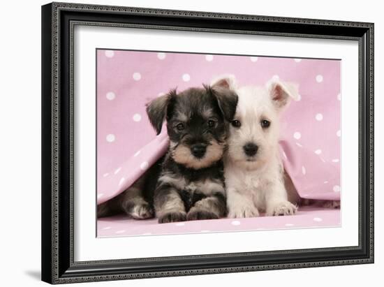 Miniature Schnauzer Puppies (6 Weeks Old)-null-Framed Photographic Print