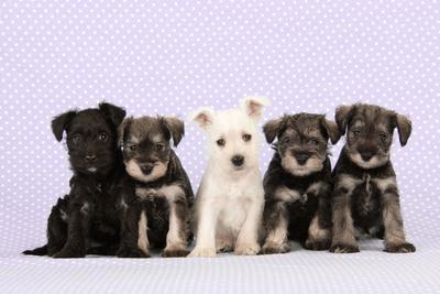 6 week old schnauzer puppies