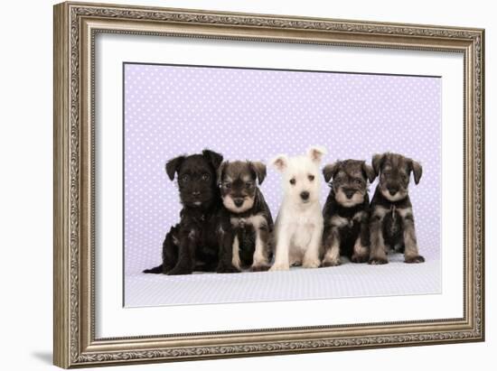 Miniature Schnauzer Puppies (6 Weeks Old)-null-Framed Photographic Print