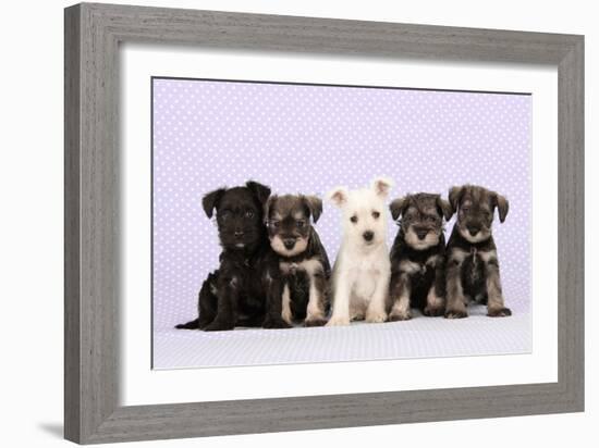 Miniature Schnauzer Puppies (6 Weeks Old)-null-Framed Photographic Print