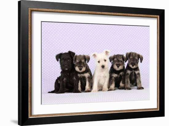 Miniature Schnauzer Puppies (6 Weeks Old)-null-Framed Photographic Print