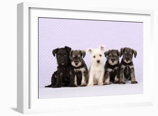 Miniature Schnauzer Puppies (6 Weeks Old)-null-Framed Photographic Print