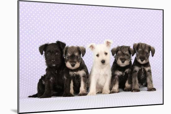 Miniature Schnauzer Puppies (6 Weeks Old)-null-Mounted Photographic Print