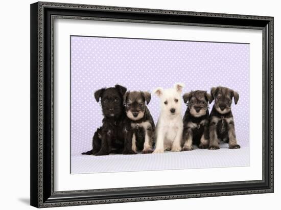 Miniature Schnauzer Puppies (6 Weeks Old)-null-Framed Photographic Print