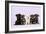 Miniature Schnauzer Puppies (6 Weeks Old)-null-Framed Photographic Print