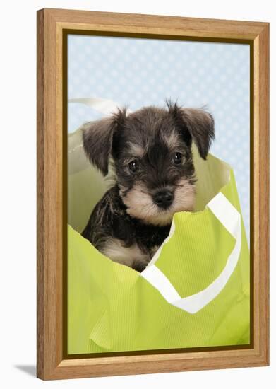 Miniature Schnauzer Puppy (6 Weeks Old) in Bag-null-Framed Premier Image Canvas