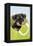 Miniature Schnauzer Puppy (6 Weeks Old) in Bag-null-Framed Premier Image Canvas