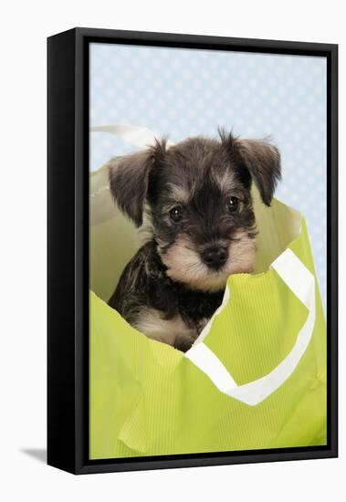 Miniature Schnauzer Puppy (6 Weeks Old) in Bag-null-Framed Premier Image Canvas