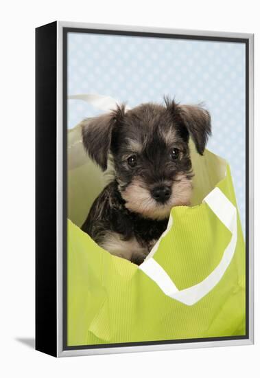 Miniature Schnauzer Puppy (6 Weeks Old) in Bag-null-Framed Premier Image Canvas