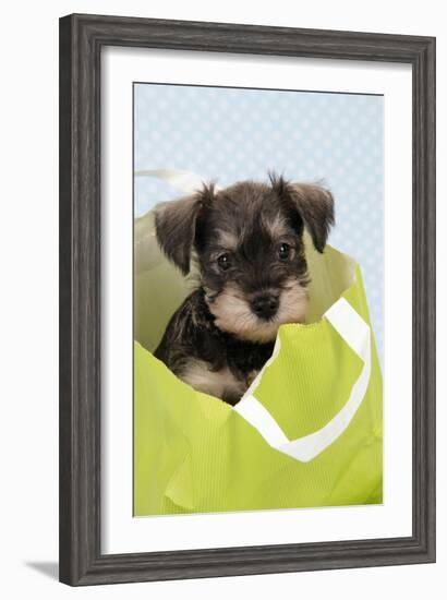 Miniature Schnauzer Puppy (6 Weeks Old) in Bag-null-Framed Photographic Print