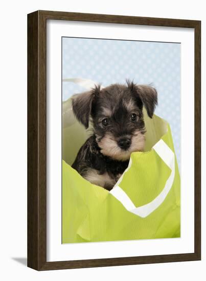 Miniature Schnauzer Puppy (6 Weeks Old) in Bag-null-Framed Photographic Print