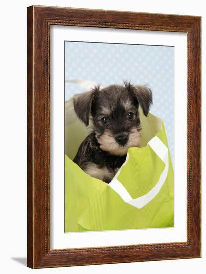 Miniature Schnauzer Puppy (6 Weeks Old) in Bag-null-Framed Photographic Print