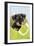 Miniature Schnauzer Puppy (6 Weeks Old) in Bag-null-Framed Photographic Print