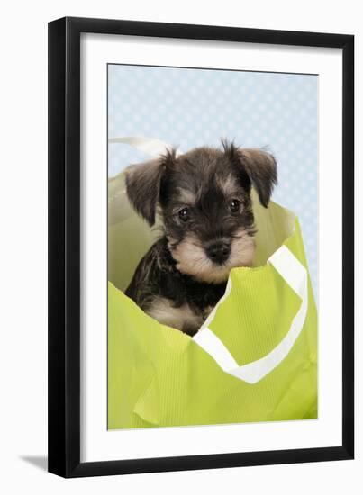 Miniature Schnauzer Puppy (6 Weeks Old) in Bag-null-Framed Photographic Print