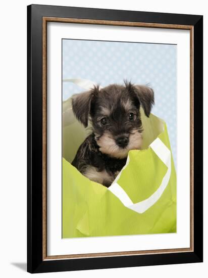 Miniature Schnauzer Puppy (6 Weeks Old) in Bag-null-Framed Photographic Print