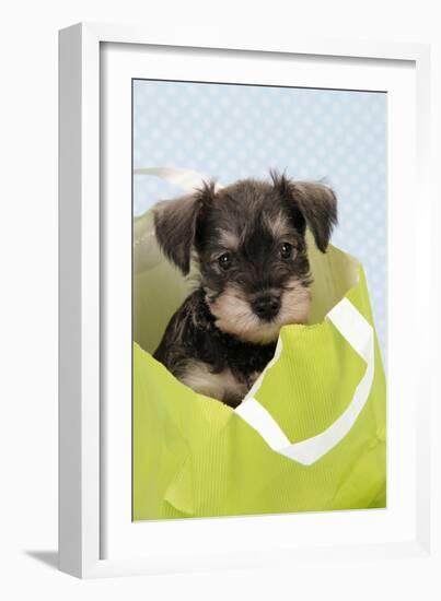 Miniature Schnauzer Puppy (6 Weeks Old) in Bag-null-Framed Photographic Print