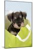 Miniature Schnauzer Puppy (6 Weeks Old) in Bag-null-Mounted Photographic Print