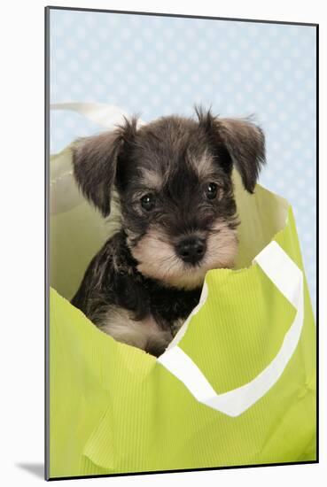 Miniature Schnauzer Puppy (6 Weeks Old) in Bag-null-Mounted Photographic Print