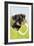 Miniature Schnauzer Puppy (6 Weeks Old) in Bag-null-Framed Photographic Print