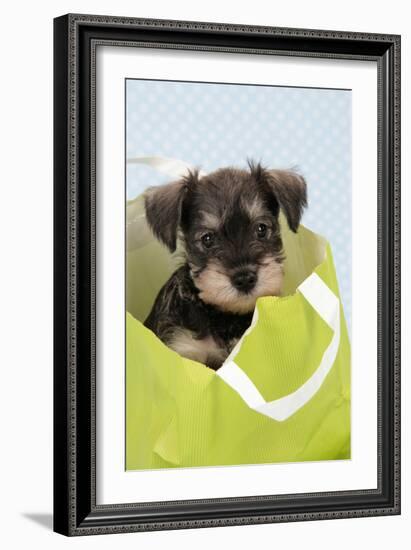 Miniature Schnauzer Puppy (6 Weeks Old) in Bag-null-Framed Photographic Print