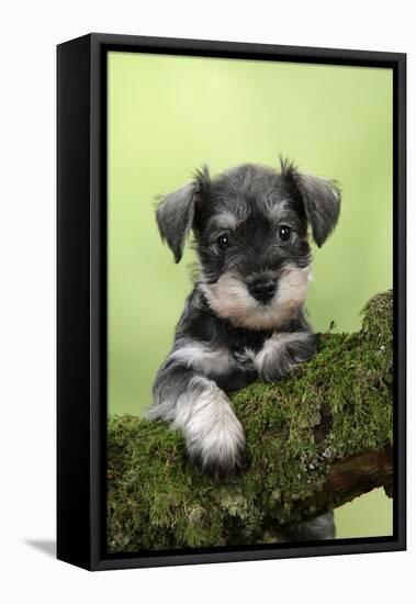 Miniature Schnauzer Puppy (6 Weeks Old) on a Mossy Log-null-Framed Premier Image Canvas