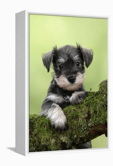 Miniature Schnauzer Puppy (6 Weeks Old) on a Mossy Log-null-Framed Premier Image Canvas