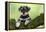 Miniature Schnauzer Puppy (6 Weeks Old) on a Mossy Log-null-Framed Premier Image Canvas