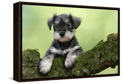 6 week old schnauzer cheap puppies