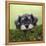 Miniature Schnauzer Puppy (6 Weeks Old) on a Mossy Log-null-Framed Premier Image Canvas