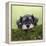 Miniature Schnauzer Puppy (6 Weeks Old) on a Mossy Log-null-Framed Premier Image Canvas