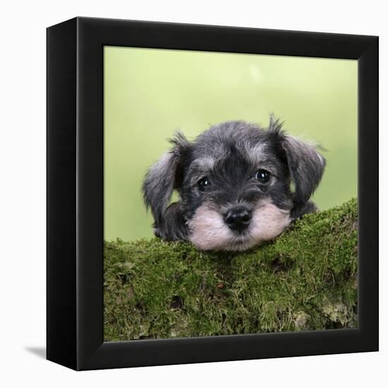 Miniature Schnauzer Puppy (6 Weeks Old) on a Mossy Log-null-Framed Premier Image Canvas