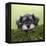 Miniature Schnauzer Puppy (6 Weeks Old) on a Mossy Log-null-Framed Premier Image Canvas